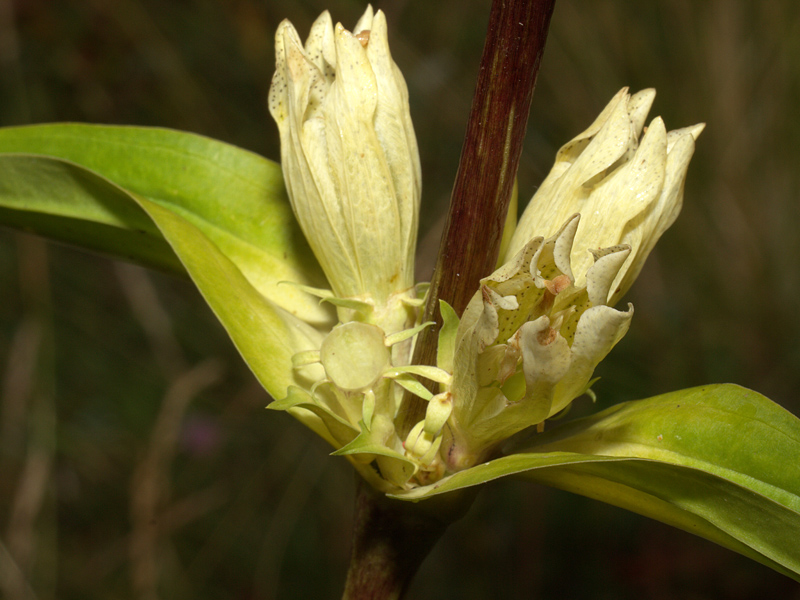 Gentiana burseri subsp. actinocalyx